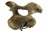 Hadrosaur (Edmontosaurus) Cervical Vertebra w/ Stand - Wyoming #377738-5